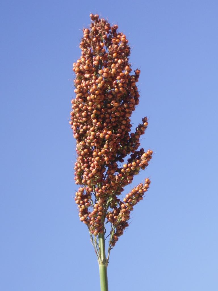 数据库中未找到相应图片