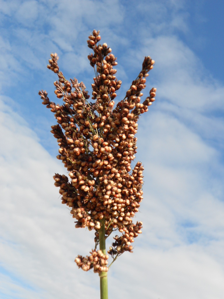 数据库中未找到相应图片